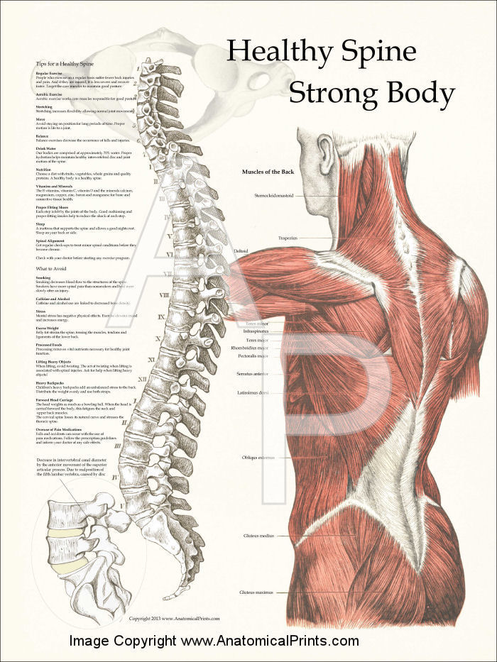 Healthy Spine Strong Body Poster