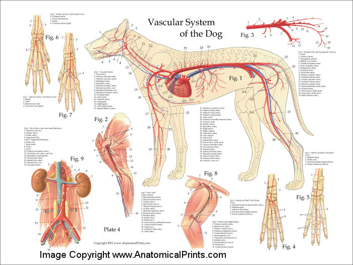 Dog Vascular Anatomy Poster