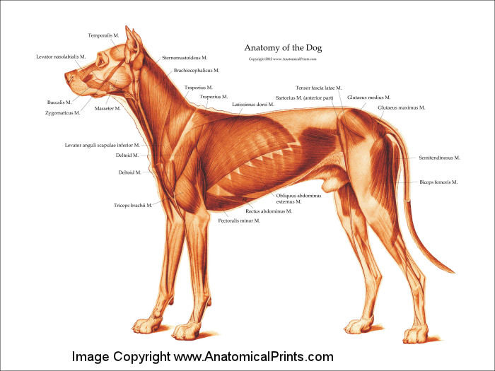 Dog Muscular Anatomy Poster