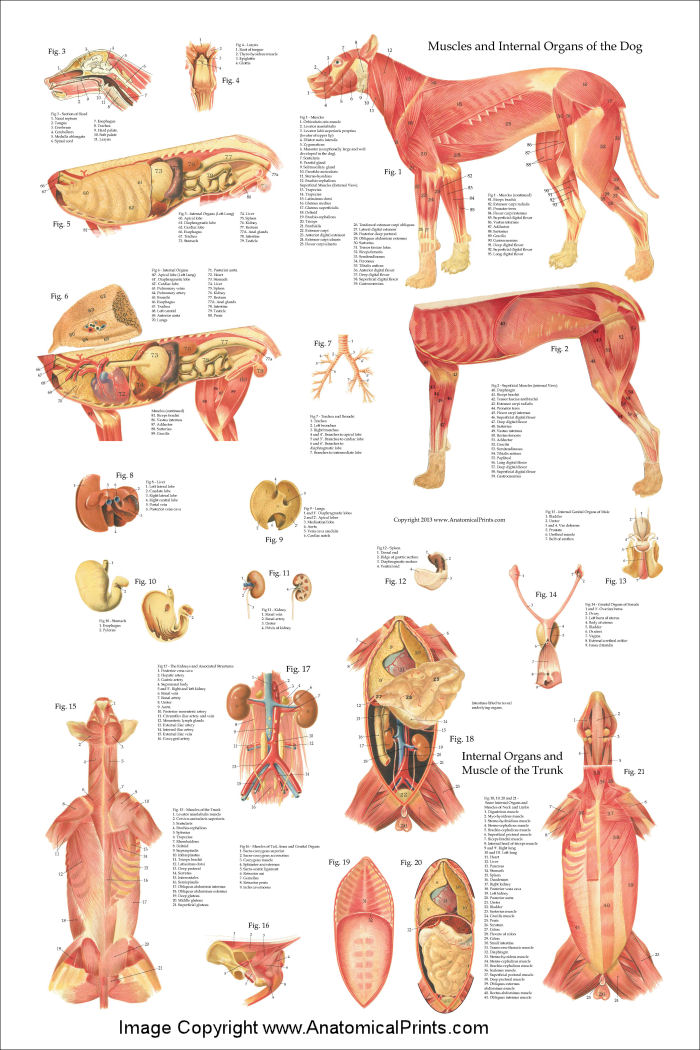 Dog Muscle Anatomy