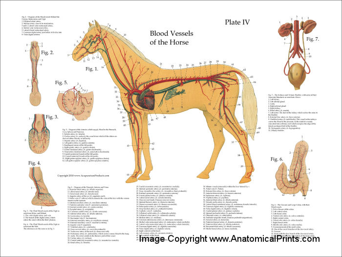 Horse Vascular Anatomy Poster