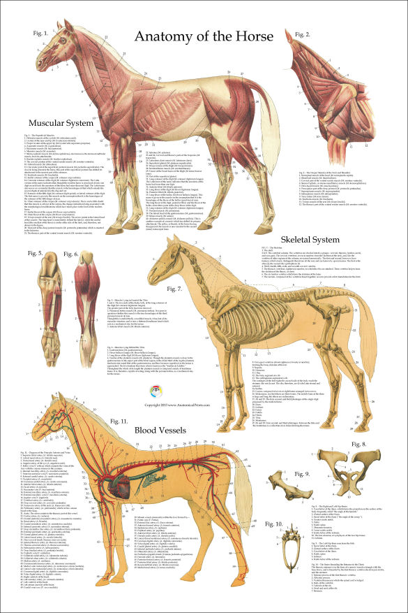 Horse Anatomy Poster