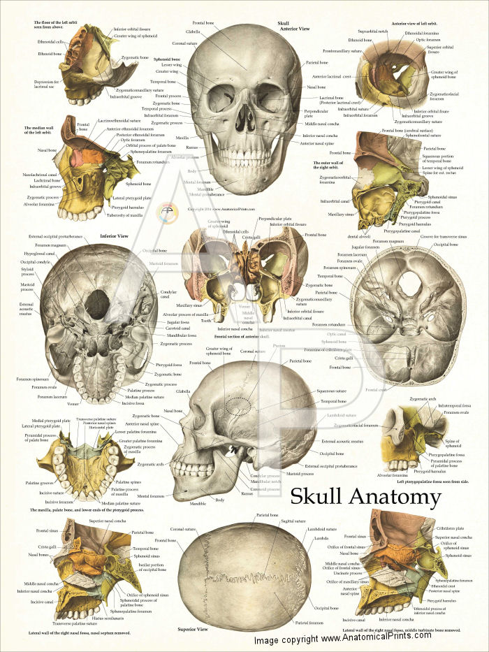 Skull Anatomy Poster
