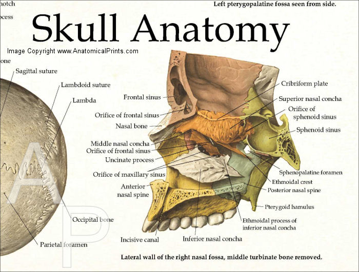 Human Skull Anatomy Wall Chart