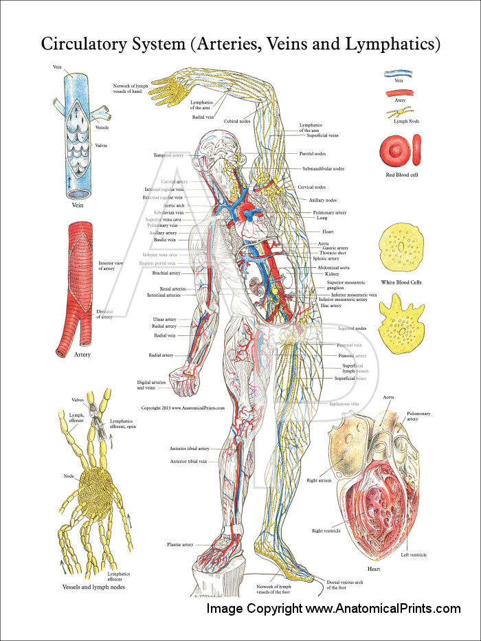 Lymphatic System Poster