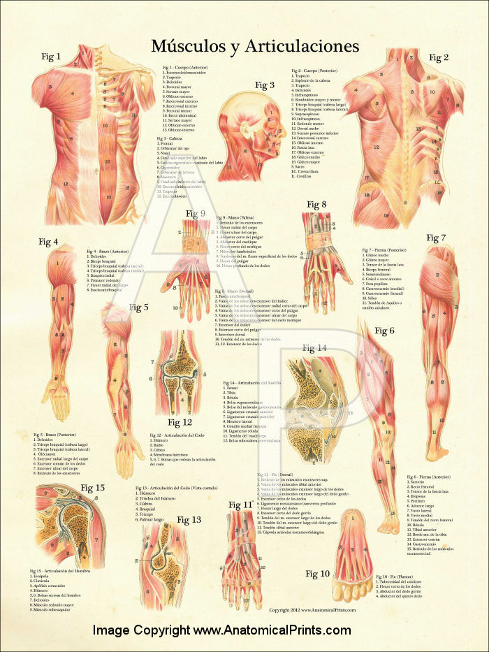 Muscles and Articulations Poster