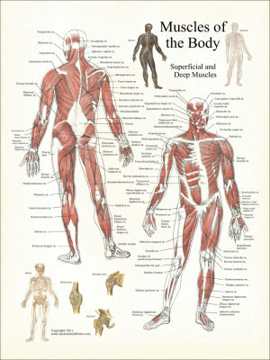 human muscle charts