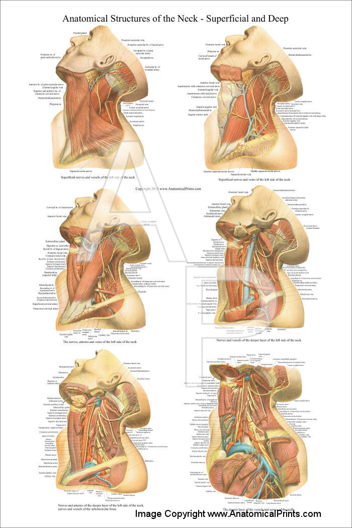 Anatomical Structures of the Neck Poster 24 x 36