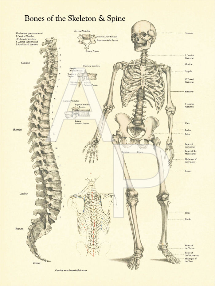 Skeleton and Spine Poster