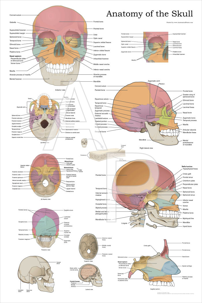 Human Skull Anatomy Poster 24 X 36
