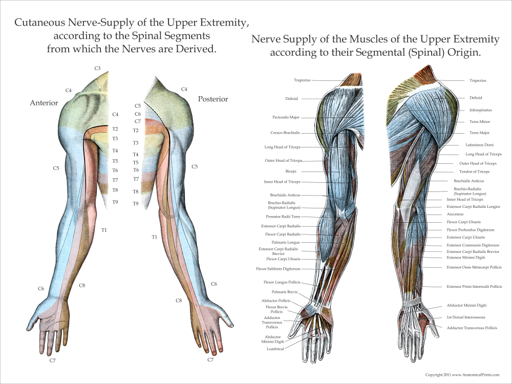Nerve Innervation of Upper and Lower Extremities