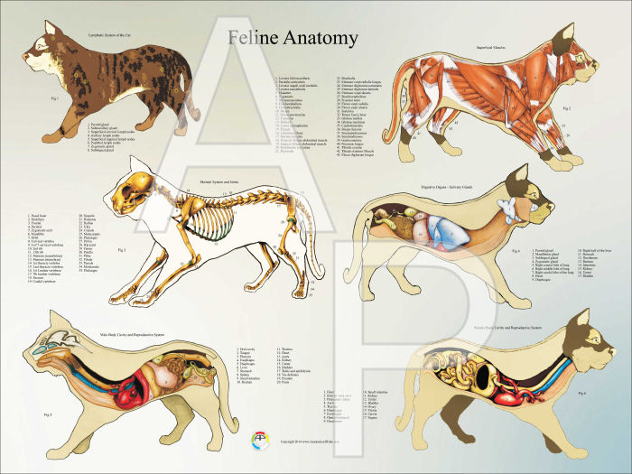 Cat Anatomy Poster