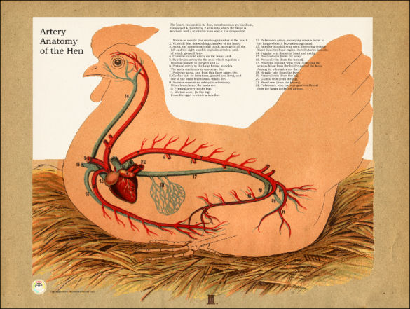 Chicken Artery Anatomy Poster
