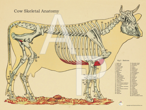 Cow Bovine Skeletal Anatomical Poster