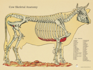 Cow Anatomy Posters