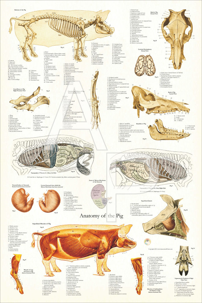 Pig Skeletal and Muscular Anatomy Poster