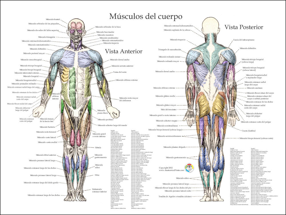 Muscle Anatomy Posters