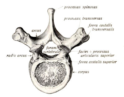 Free Anatomy Clipart Images