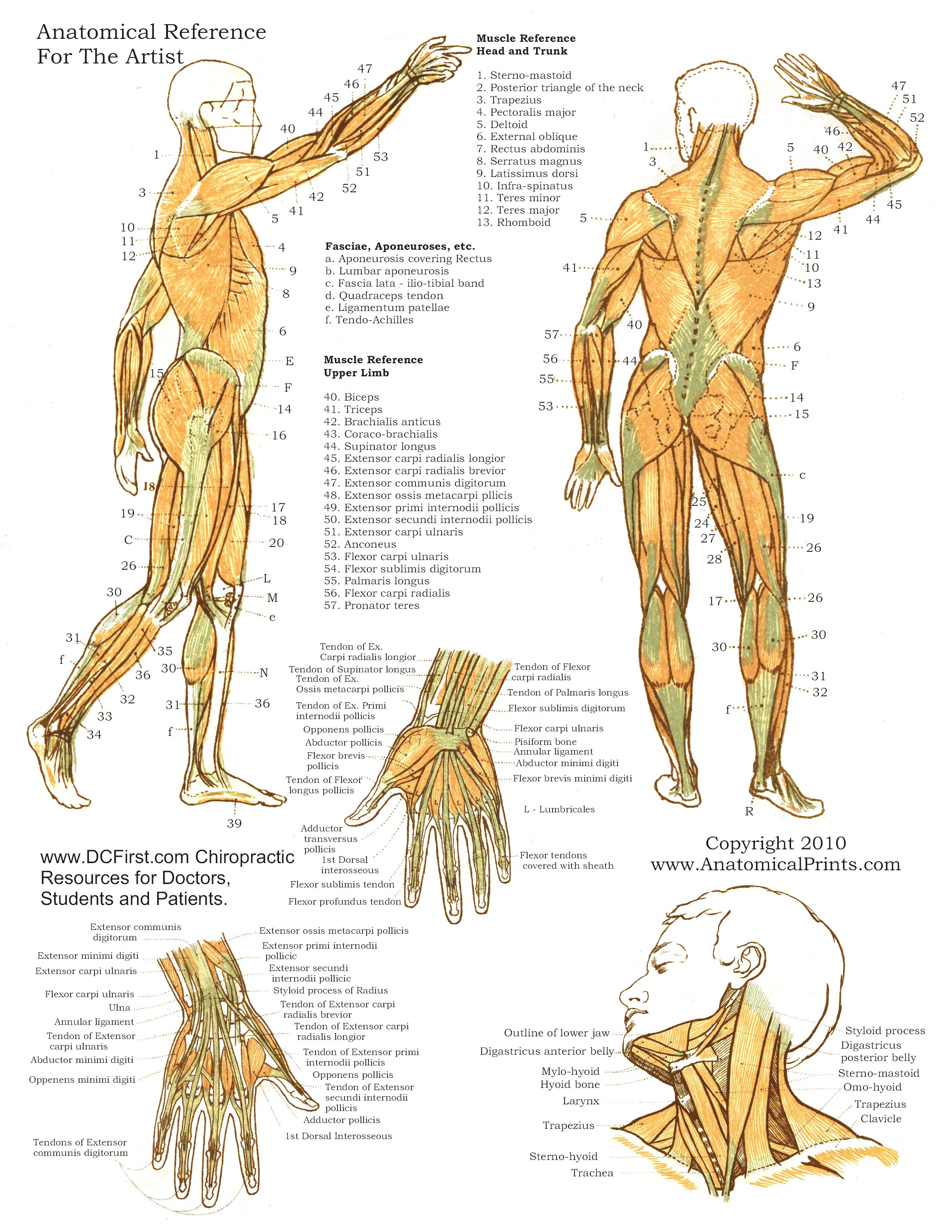 Therapy Anatomy Charts