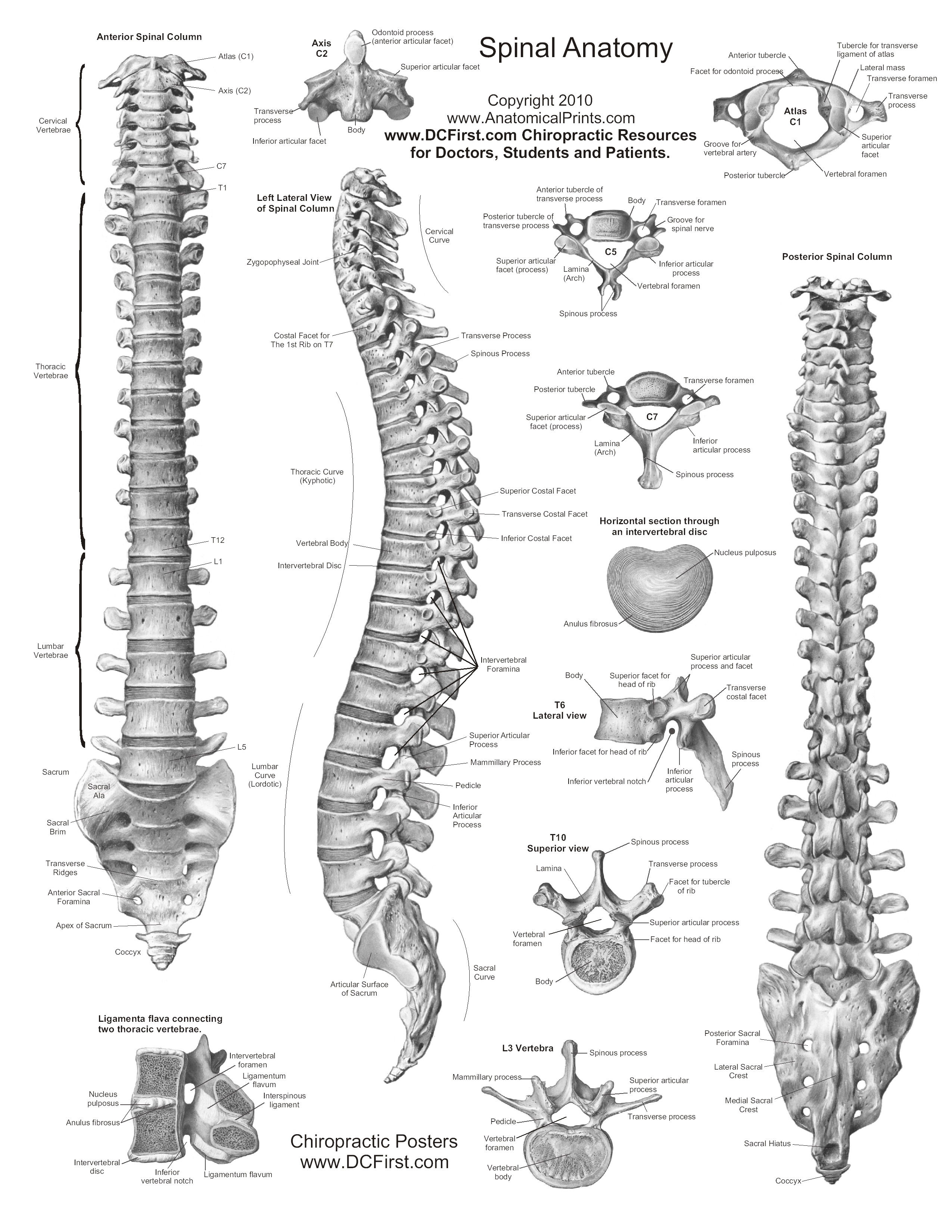 Printable Free Anatomy Study Guides