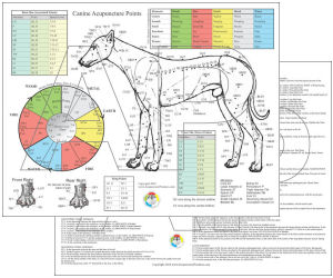 Dog Acupuncture Chart