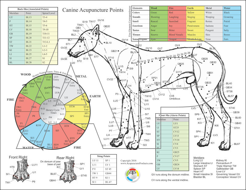 Canine Acupuncture Meridian Chart