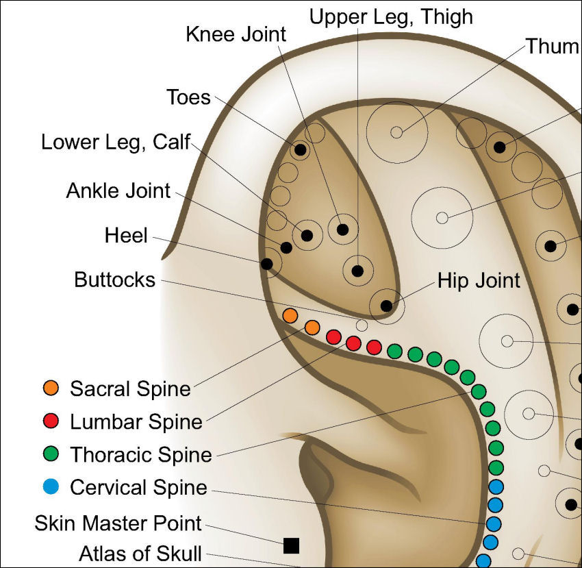 Auriculotherapy Chart Points