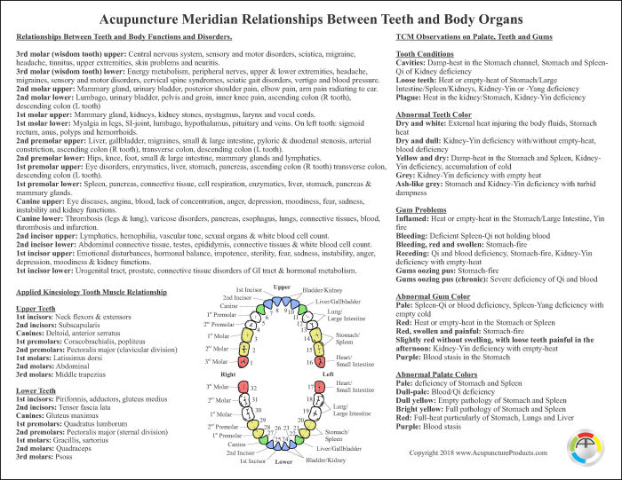 Tooth Organ Meridian Chart