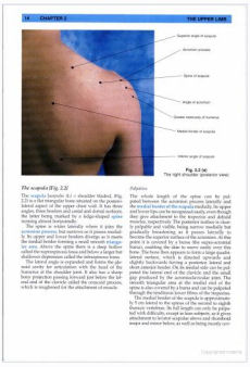 Anatomy, Palpation and Surface Markings