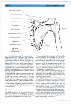 Anatomy, Palpation and Surface Markings