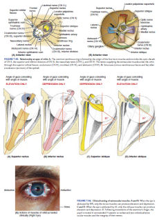 Clinically Oriented Anatomy