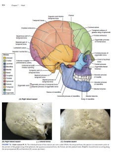 Clinically Oriented Anatomy