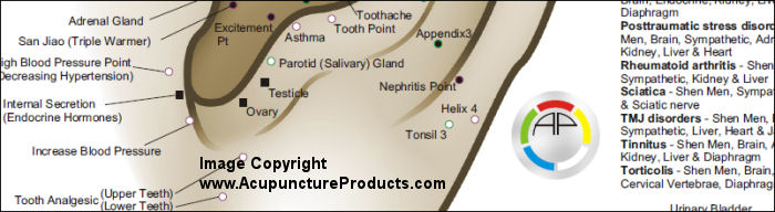 Chinese Auricular Ear Acupuncture Chart