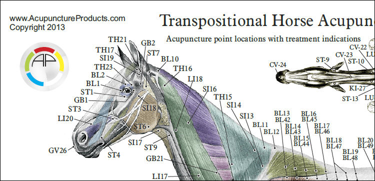Horse Acupuncture Laminated Chart