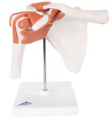 3B Scientific Shoulder Joint Model - Life Size Anatomical Demonstration