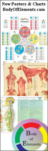 Anatomy Posters
