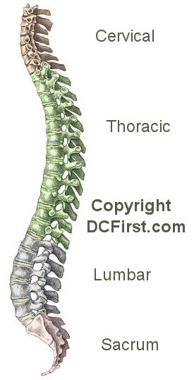 Spinal Column