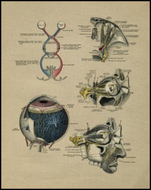 Human Eye Anatomy