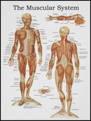 Muscular System