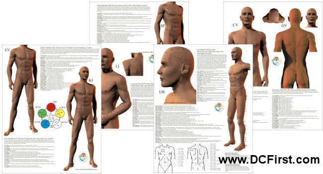 Acupuncture Point Location Study Charts