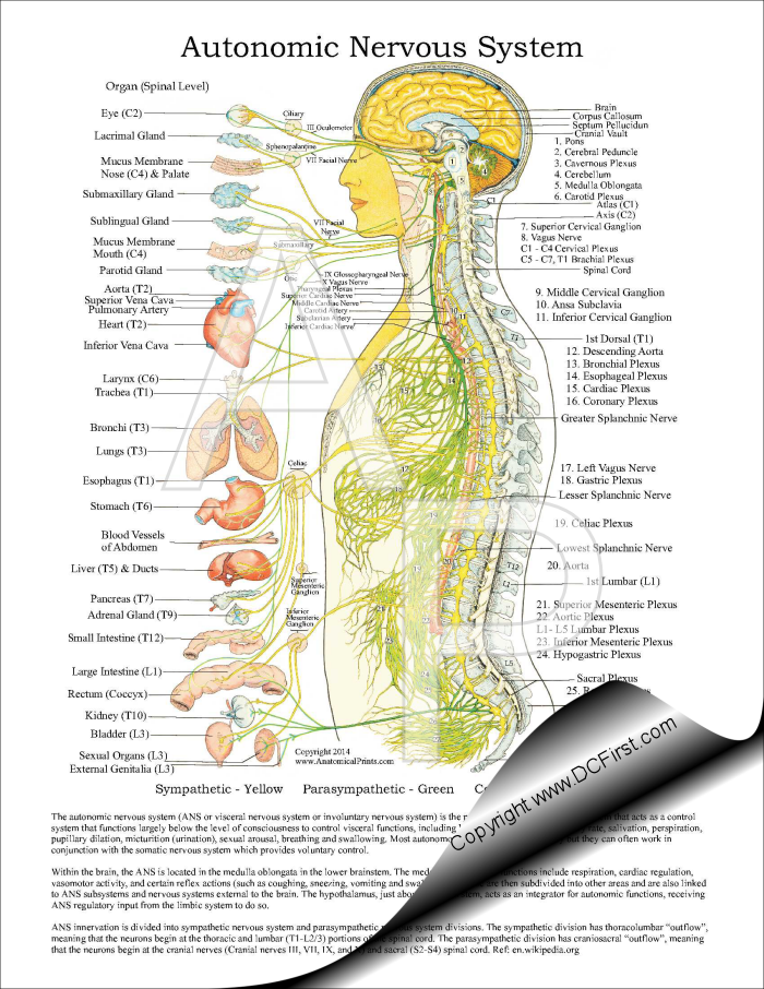 Autonomic Nervous System Pad