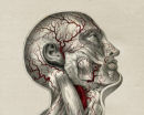 Quains Anatomy Reproduction