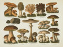 Mushrooms and Herbal Prints