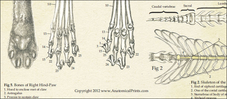 Feline Skeletal Anatomy Poster