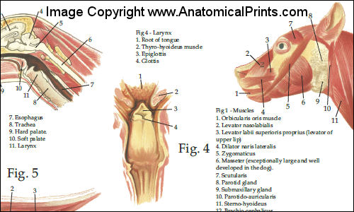 Dog Anatomy Chart