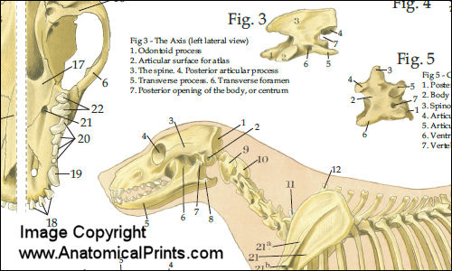 Dog Anatomy Chart