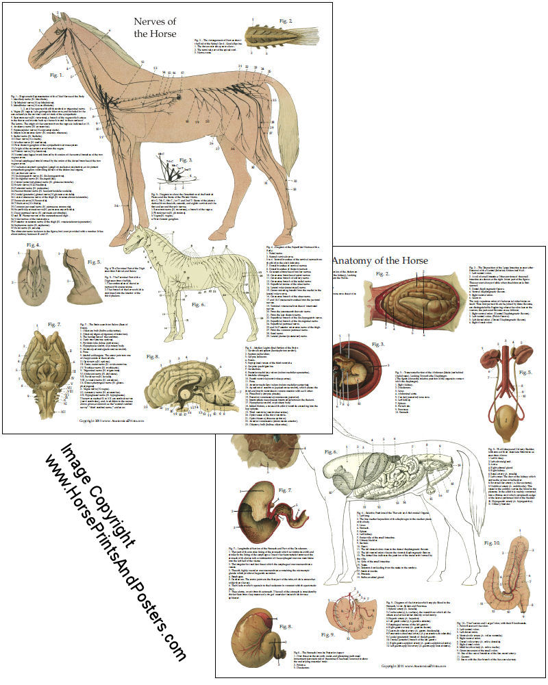 Horse Anatomy Chart