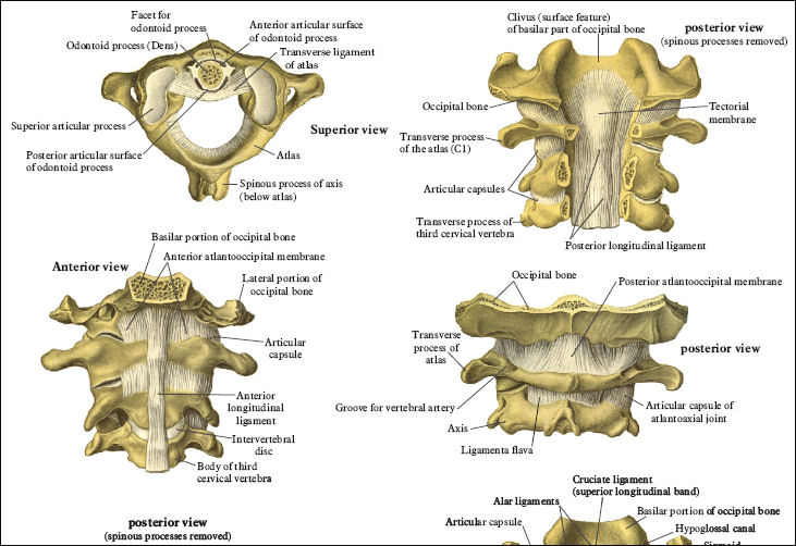 Spinal Anatomy Chart