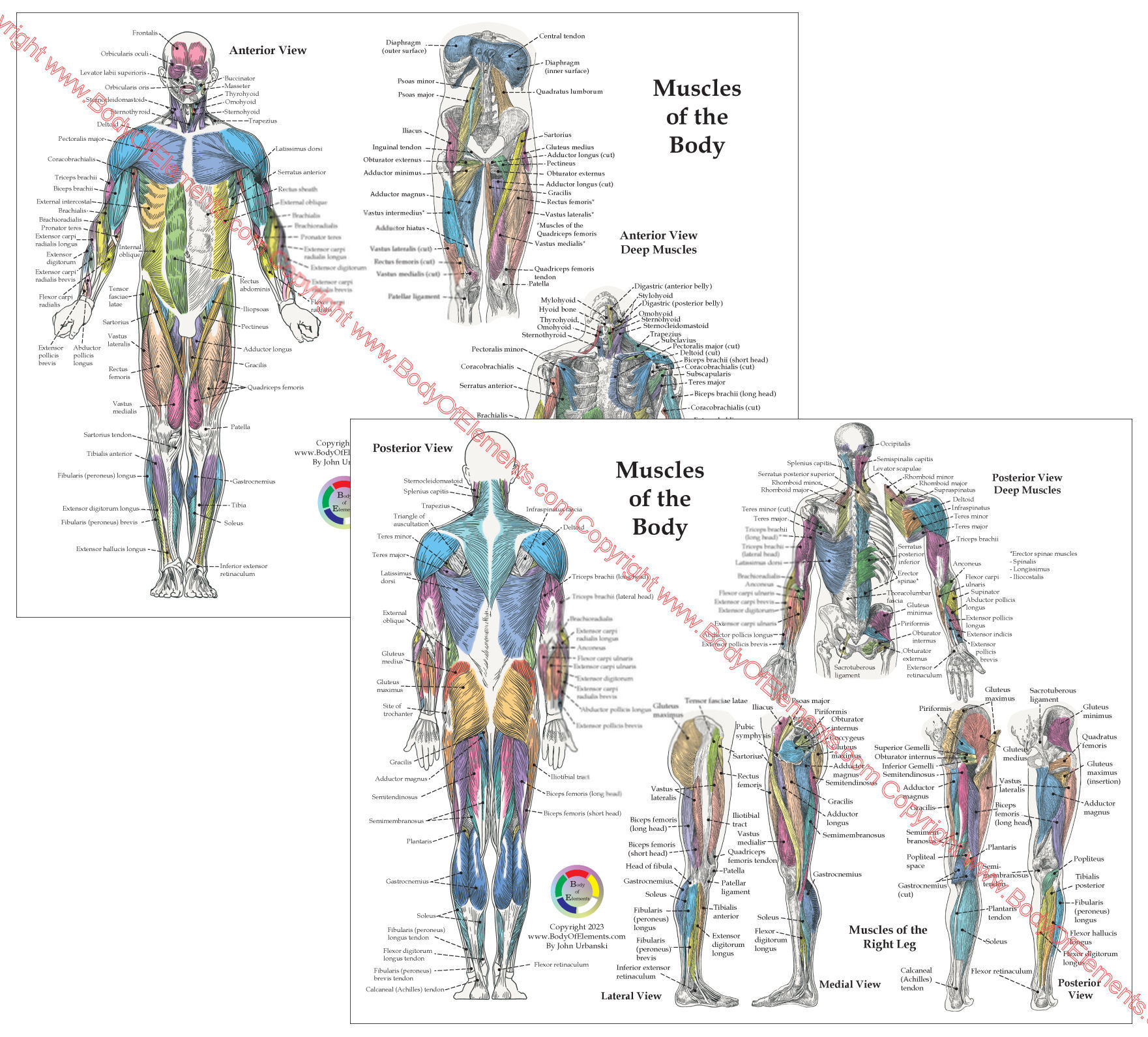 Muscle Anatomy Chart