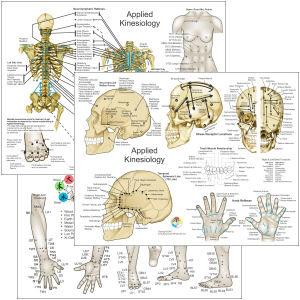 Applied Kinesiology Wall Chart